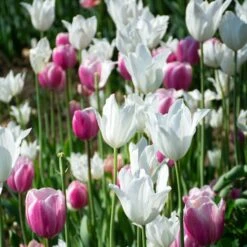 Tulip 'White Triumphator' -Olivia Plants Sales x600 38294