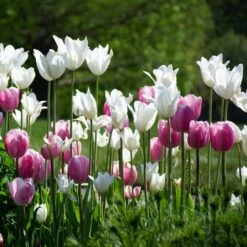 Tulip 'White Triumphator' -Olivia Plants Sales x600 38295