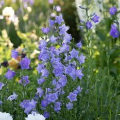 Campanula Persicifolia 'Telham Beauty' 7 Campanula Persicifolia 'Telham Beauty' -Olivia Plants Sales x600 38301