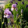 Iris Germanica 'Snappy Dresser'
