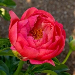 Peony 'Coral Charm' 13 Peony 'Coral Charm' -Olivia Plants Sales x600 38442