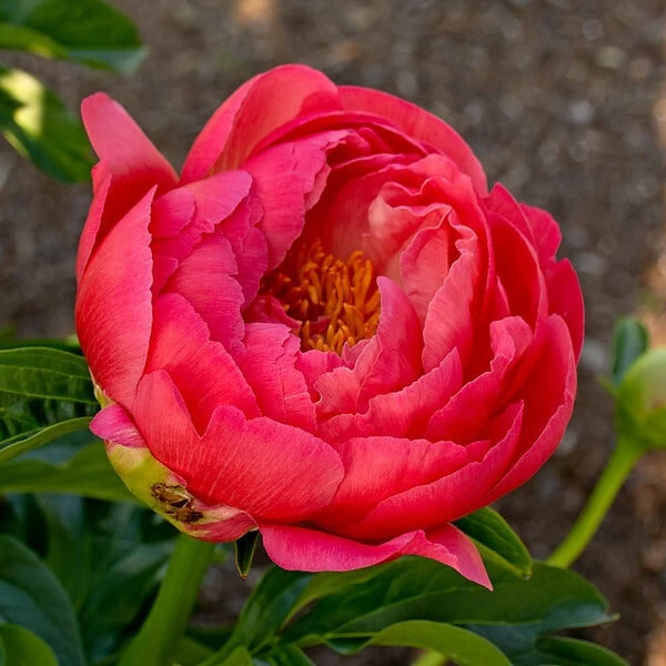 Peony 'Coral Charm' 5 Peony 'Coral Charm' - Image 5