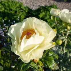 Peony 'Lemon Chiffon' -Olivia Plants Sales x600 38445