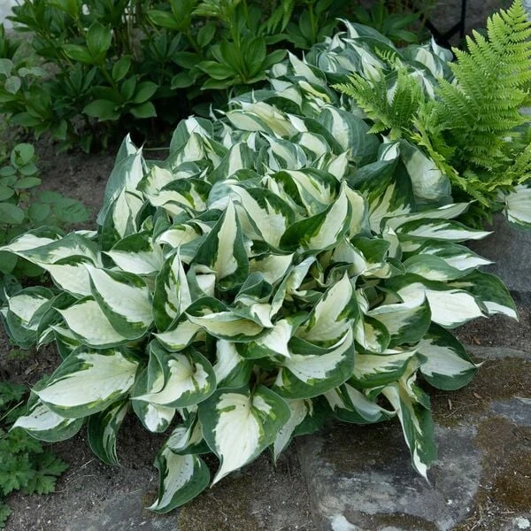 Hosta 'Fire And Ice' 6 Hosta 'Fire And Ice' - Image 6