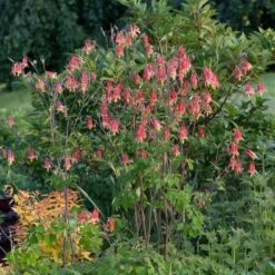 Aquilegia Canadensis -Olivia Plants Sales x600 38490