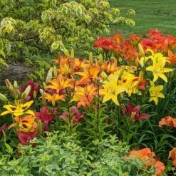 Lilium True Colors Mix For Naturalizing -Olivia Plants Sales x600 38498