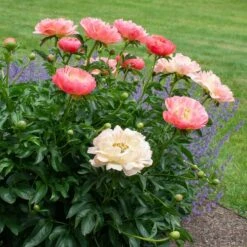 Peony 'Coral Charm' 14 Peony 'Coral Charm' -Olivia Plants Sales x600 38524