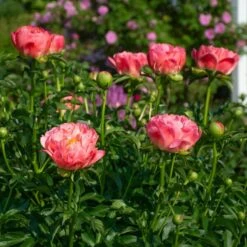 Peony 'Coral Charm' 15 Peony 'Coral Charm' -Olivia Plants Sales x600 38525