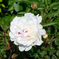 Peony 'Festiva Maxima' -Olivia Plants Sales x600 38526
