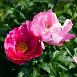Peony 'Paula Fay' -Olivia Plants Sales x600 38529