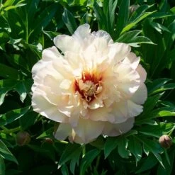 Peony 'Scrumdidleumptious' - Itoh Peony -Olivia Plants Sales x600 38531