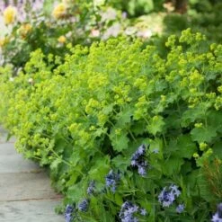 Alchemilla Mollis 12 Alchemilla Mollis -Olivia Plants Sales x600 38539