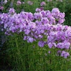 Phlox 'Fashionably Early Princess' 5 Phlox 'Fashionably Early Princess' -Olivia Plants Sales x600 38543