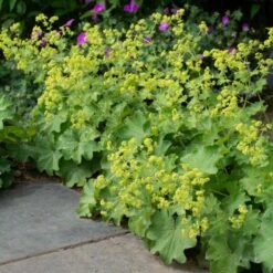Alchemilla Mollis 13 Alchemilla Mollis -Olivia Plants Sales x600 38549