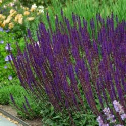 Salvia Nemorosa 'Caradonna' -Olivia Plants Sales x600 38669