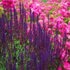 Salvia Nemorosa 'Caradonna' -Olivia Plants Sales x600 38670