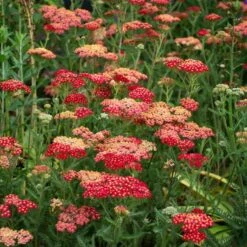Achillea Millefolium 'Paprika' 5 Achillea Millefolium 'Paprika' -Olivia Plants Sales x600 38681