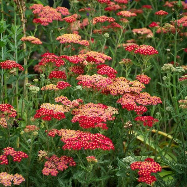 Achillea Millefolium 'Paprika' 3 Achillea Millefolium 'Paprika' - Image 3