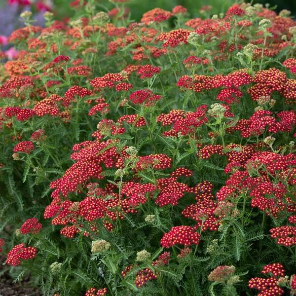Achillea Millefolium 'Paprika' 2 Achillea Millefolium 'Paprika' - Image 2