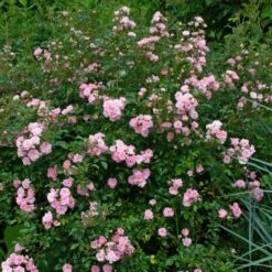 Rose 'The Fairy' -Olivia Plants Sales x600 38719