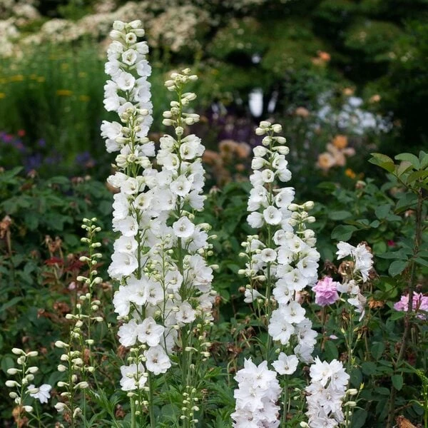 Delphinium 'Guardian White' 2 Delphinium 'Guardian White' - Image 2