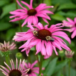 Echinacea Butterfly™ 'Purple Emperor' -Olivia Plants Sales x600 38729