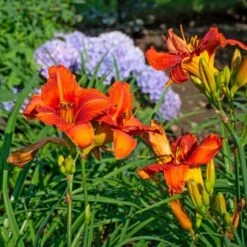 Hemerocallis (Daylily) 'Alabama Jubilee' -Olivia Plants Sales x600 38761