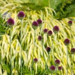 Allium Sphaerocephalon -Olivia Plants Sales x600 38763