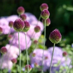 Allium Sphaerocephalon -Olivia Plants Sales x600 38764