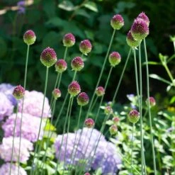 Allium Sphaerocephalon -Olivia Plants Sales x600 38765