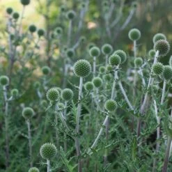 Echinops Sphaerocephalus 'Arctic Glow' -Olivia Plants Sales x600 38767