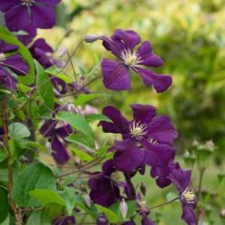 Clematis 'Etoile Violette' -Olivia Plants Sales x600 38783
