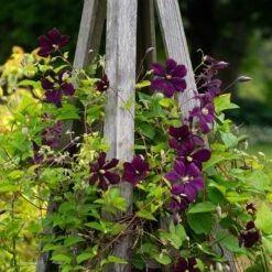 Clematis 'Etoile Violette' -Olivia Plants Sales x600 38784
