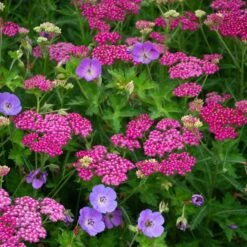 Achillea Millefolium Song Siren™ 'Layla' -Olivia Plants Sales x600 38787