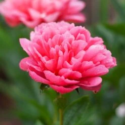 Peony 'Lorelei' -Olivia Plants Sales x600 38788