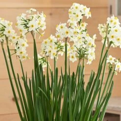 Paperwhite 'Wintersun' In Linen Bag -Olivia Plants Sales x600 38824