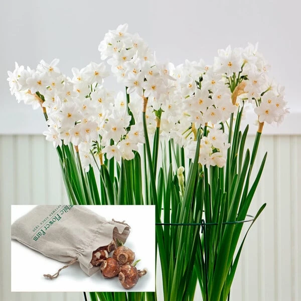 Paperwhites In Linen Bag 1 Paperwhites In Linen Bag