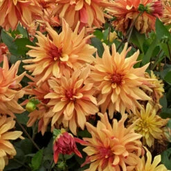 Dahlia 'French Cancan' -Olivia Plants Sales x600 38832
