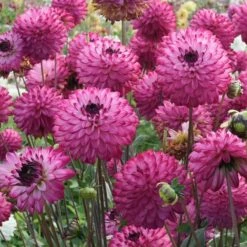 Dahlia 'Romantica' -Olivia Plants Sales x600 38837