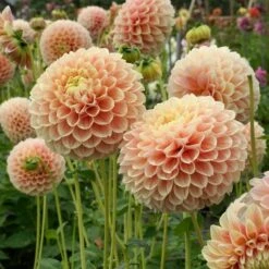 Dahlia 'Sweet Suzanne' -Olivia Plants Sales x600 38840