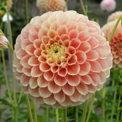 Dahlia 'Sweet Suzanne' -Olivia Plants Sales x600 38841