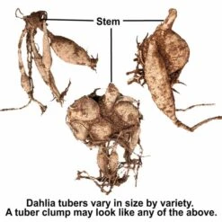 Dahlia 'Just Married' -Olivia Plants Sales x600 38854