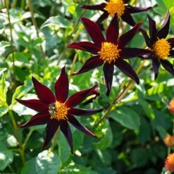 Dahlia 'Verrone's Obsidian' -Olivia Plants Sales x600 38884