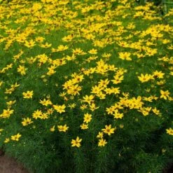 Coreopsis Verticillata 'Zagreb' -Olivia Plants Sales x600 38921