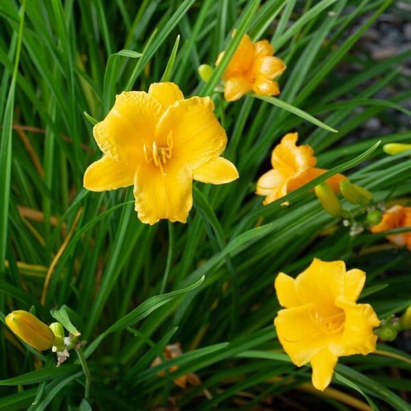 Hemerocallis (Daylily) 'Stella De Oro' - Reblooming 2 Hemerocallis (Daylily) 'Stella De Oro' - Reblooming - Image 2