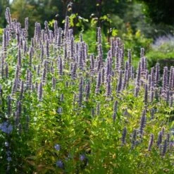 Agastache 'Blue Fortune' -Olivia Plants Sales x600 38977