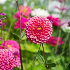 Dahlia 'Caitlin's Joy' -Olivia Plants Sales x600 38981