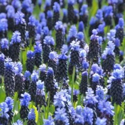 Muscari Latifolium -Olivia Plants Sales x600 39519