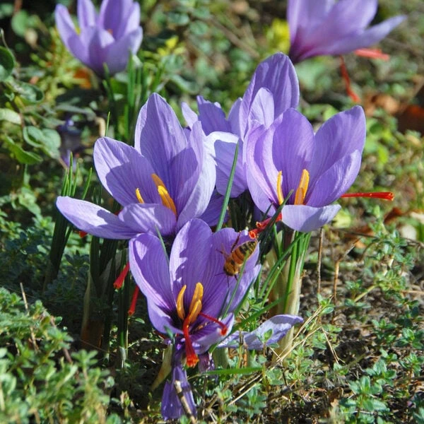 Crocus Sativus: Saffron Crocus 3 Crocus Sativus: Saffron Crocus - Image 3