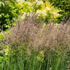 Ornamental Grass: Calamagrostis X Acutiflora 'Karl Foerster' 5 Ornamental Grass: Calamagrostis X Acutiflora 'Karl Foerster' -Olivia Plants Sales x600 39522